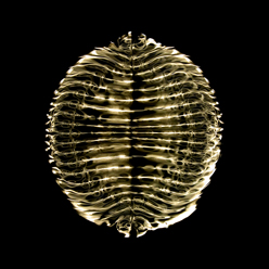 ������� ����